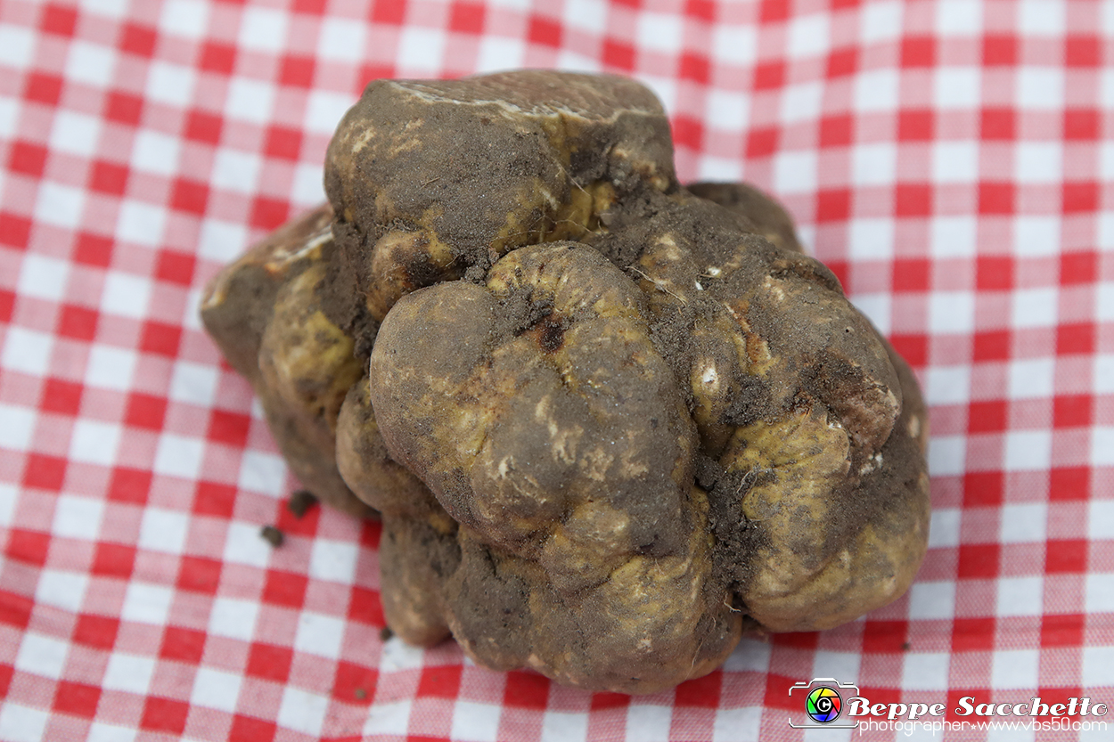 VBS_6965 - Fiera dei Santi - 12.ma Fiera Nazionale del Tartufo.jpg